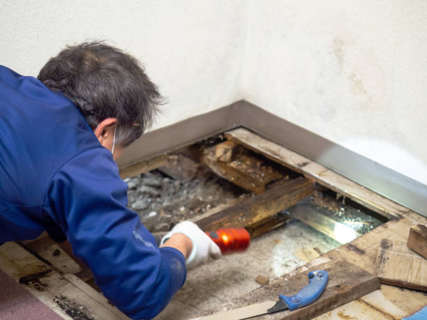 Best Home Mold Removal  in Mead, CO