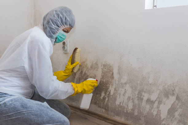 Best Commercial Mold Removal  in Mead, CO