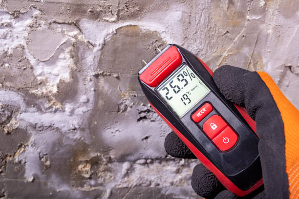 Reliable Mead, CO Mold Removal Solutions