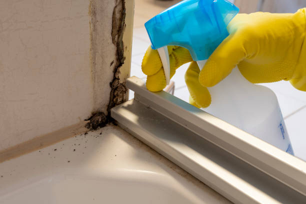 Best Mold Removal Near Me  in Mead, CO