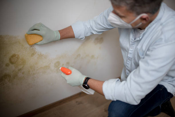 Best Mold Removal Company Near Me  in Mead, CO