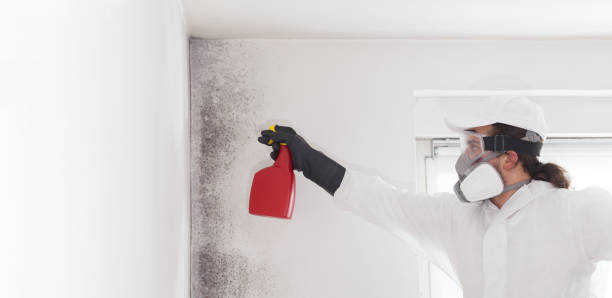 Mold Testing and Removal in Mead, CO