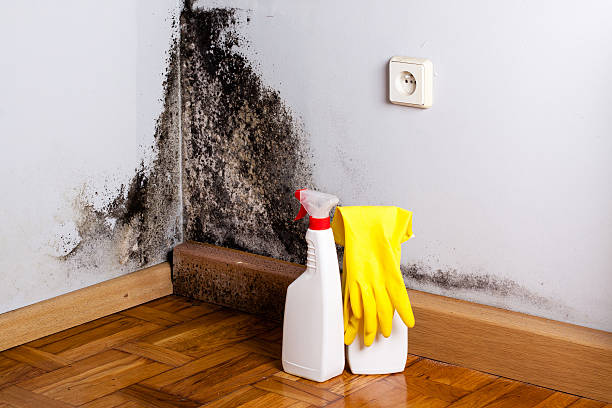Best Best Mold Removal Companies  in Mead, CO