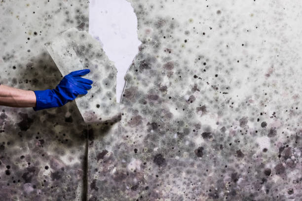 Best Mold Remediation Experts  in Mead, CO