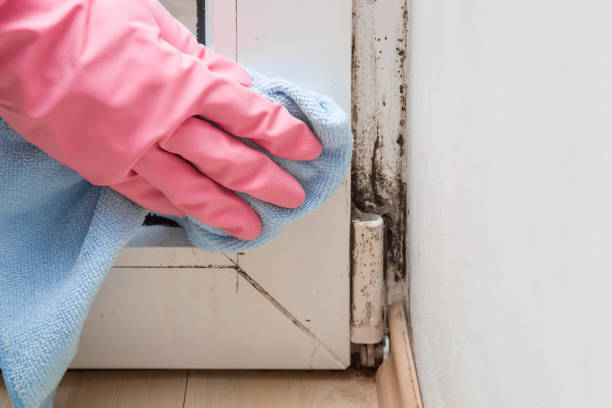 Best Fast Mold Removal  in Mead, CO
