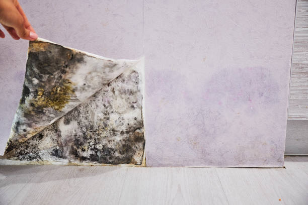 Best Best Mold Removal Companies  in Mead, CO